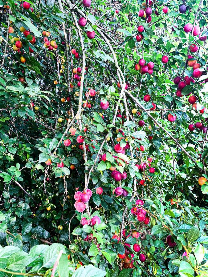 Holiday Home Les Plachettes Flobecq Esterno foto